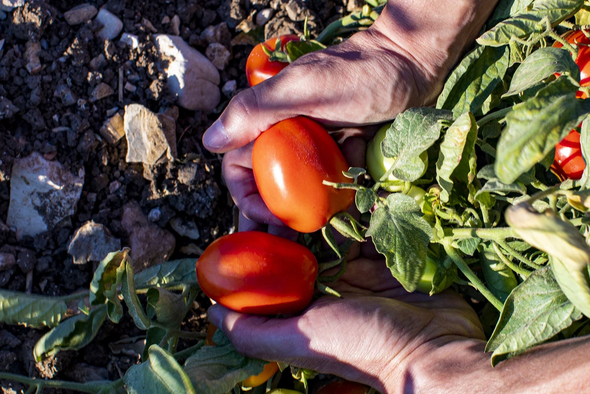 Deux mains tenant des tomates rouges sur le plant, chez Libera Terra.